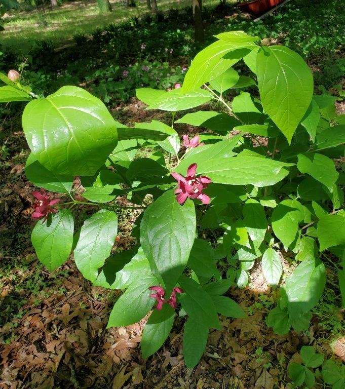 ‘Aphrodite’ calycanthus is a new addition to the shade garden at the Arboretum.